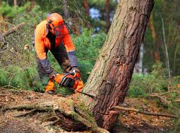 Best Root Management and Removal  in Stevenson, AL