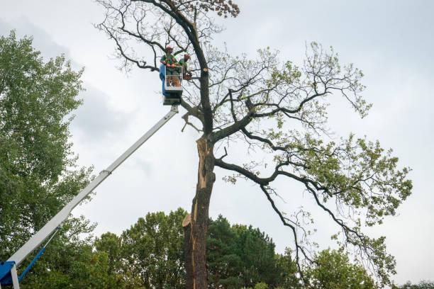 Stevenson, AL Tree Removal Company